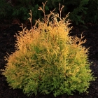 Gold-Lebensbaum / Thuja occidentalis Rheingold
